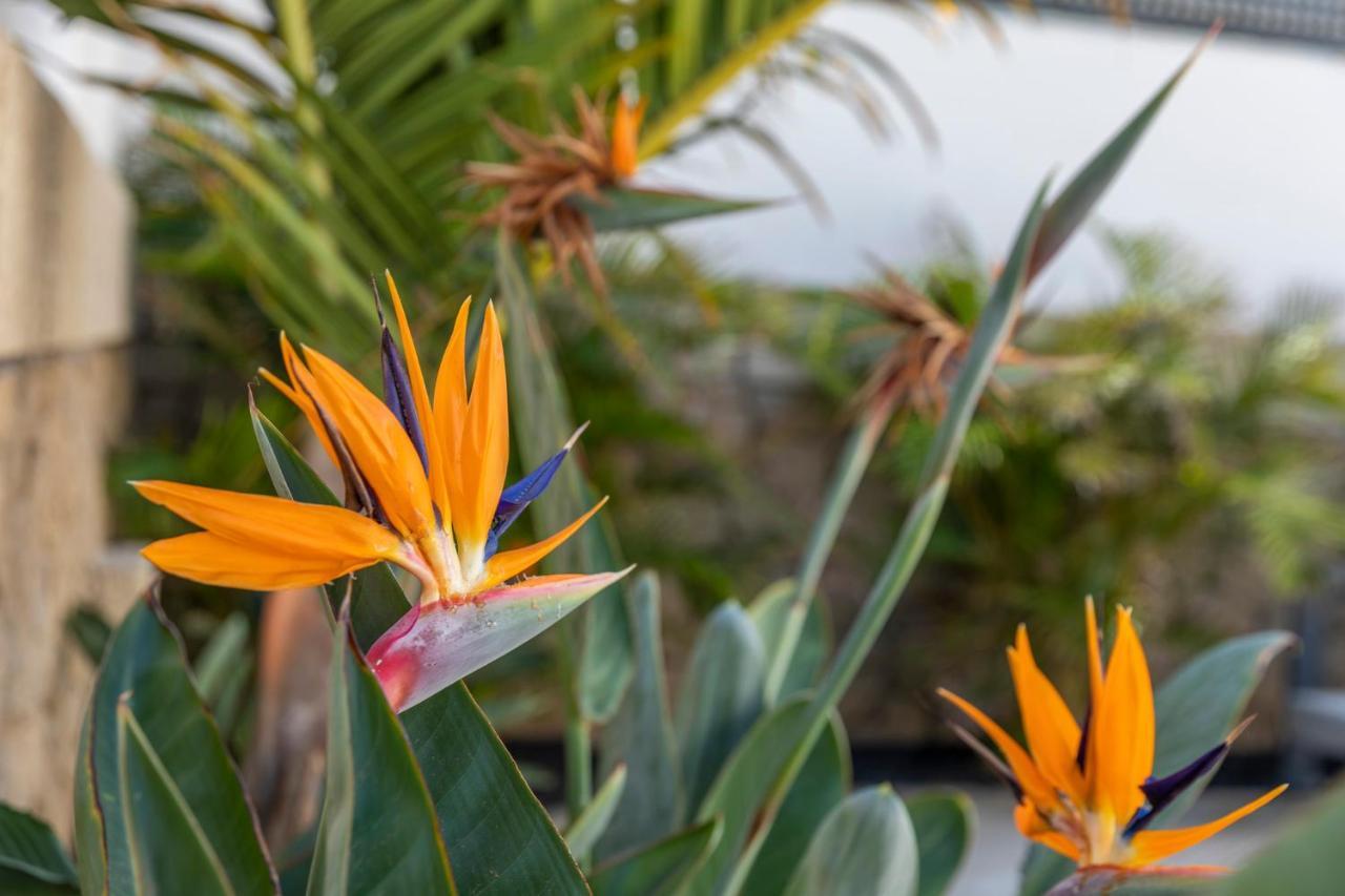 Medano4You The Strelitzia Terrace El Médano Exteriér fotografie